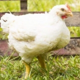 Brojler ross 308 - opis pasmine i karakteristika, tabela hranjenja i težina po danu