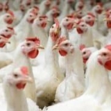 Brojleri - vrste, karakteristike i pasmine za uzgoj kod kuće