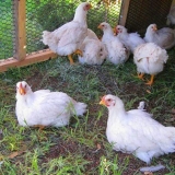 Brojleri: pilići i pilići