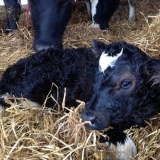 Bronhopneumonija kod teladi