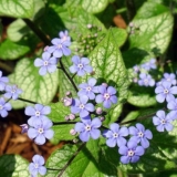 Brunner velikolisni: fotografija, opis, sadnja i njega