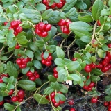 List brusnice tokom trudnoće