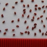 Vrt brusnica: sadnja i njega