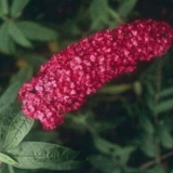 Buddleya david royal red
