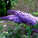 Buddleya nano plava