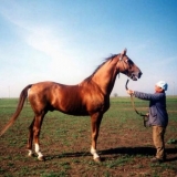 Budennovskaja pasmina konja
