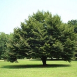 Šumska bukva (evropska): opis i fotografija