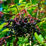 Crna bazga: ljekovita svojstva i kontraindikacije