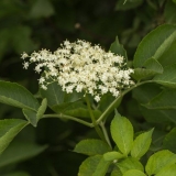 Bazga crvena: ljekovita svojstva i kontraindikacije