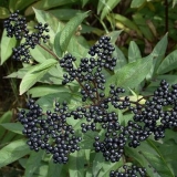 Biljka bazge: šta je, kako izgleda, svojstva i upotreba