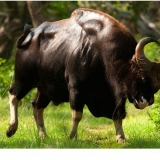 Bull gaur