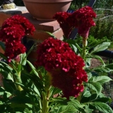 Celosia češalj: fotografija cvijeća u cvjetnom krevetu, sadnja i njega