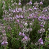 Mirisna baštenska slastica: uzgoj iz sjemena kod kuće