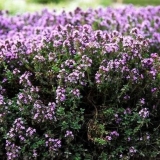 Slani vrt: opis, svojstva i primjena