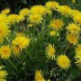 Čaj od maslačka: recepti za cvijeće, korijenje i lišće