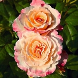 Čajno-hibridna sorta božur ruže akvarel (akvarel)