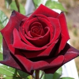 Čajno-hibridna ruža crna magija (crna magija): fotografija i opis, recenzije