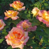 Hibridna čajna ruža sorta floribunda crveno zlato (crveno zlato)