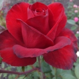 Hibridna čajna ruža grand gala (grand gala): fotografija i opis, recenzije