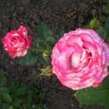 Čajno-hibridna ruža ružičasta intuicija (ružičasta intuicija): fotografija, recenzije