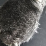 Šta uzrokuje činčile