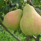 Po čemu se kruška velesa razlikuje od ostalih sorti krušaka