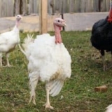 Po čemu se ćureti križanci razlikuju od brojlera i mesnih pasmina