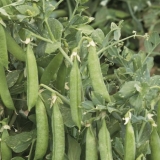 Koja je razlika između sočiva i graška