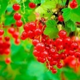 Koja je razlika između šećerne crne ribizle i drugih sorti