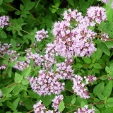 Koja je razlika između origana i timijana