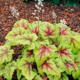 Koja je razlika između geyhere i geyherella