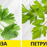 Koja je razlika između korijandera (korijandera) i peršuna