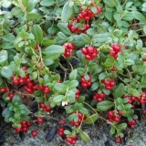 Koja je razlika između brusnice i brusnice