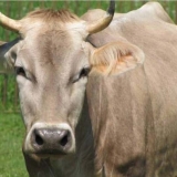 Ono što razlikuje kostromsku pasminu od ostalih među predstavnicima univerzalne produktivnosti