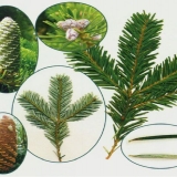 Koja je razlika između jele i smrče