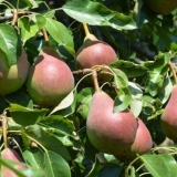 Po čemu se kruške klapa razlikuju od drugih sorti