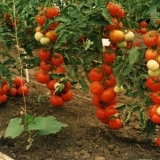 Koja je razlika između paradajza crvena strelica od drugih sorti