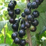 Koja je razlika između sorti crne ribizle selechenskaya i selechens...