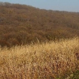 Šta jedu činčile kod kuće