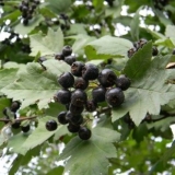 Šta je koristan crni glog