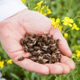 Šta je korisna smrt pčela za muškarce