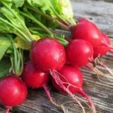 Šta je korisna rotkvica za organizam žene, muškarca, tokom trudnoće...