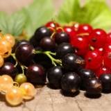 Što je korisno smrznuta ribizla