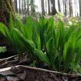 Cheremsha - šta je to