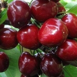 Slatka trešnja bryanochka