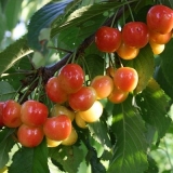 Trešnja franz joseph