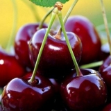Slatka trešnja