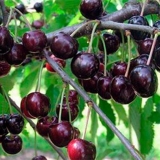 Astahovljev favorit trešnje