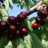 Cherry raditsa