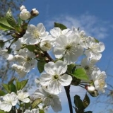 Slatka trešnja regina